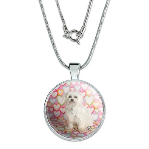Maltese puppy dog hearts love - hearts,