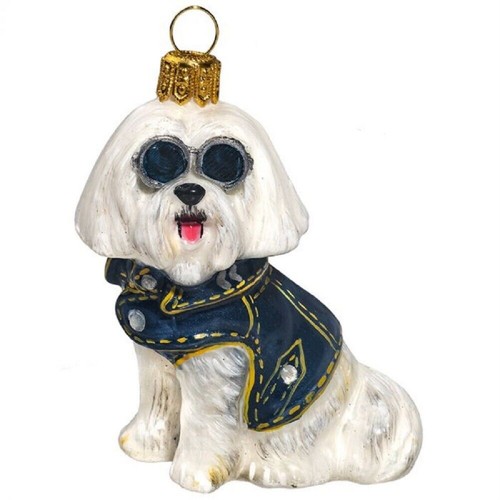 Maltese with denim - maltese, and