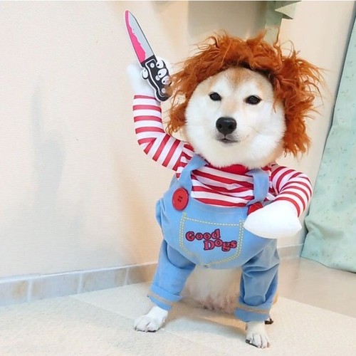 Pet clothes for dogs - pet,