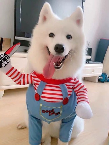 Carnival pet dog cat pirate - dog,