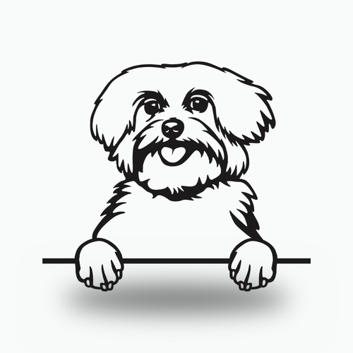 Maltese dog breed - maltese,
